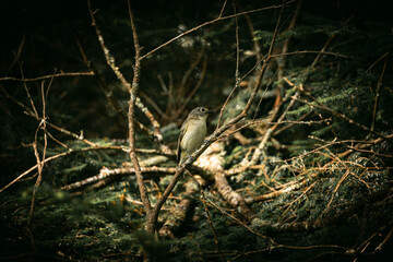 photo of a bird in the forest