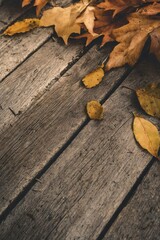 autumn leaves on wooden floor with copy space background.