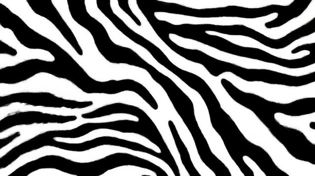 Dynamic Zebra Stripe Animation: Black and White Seamless Pattern Transition Effect