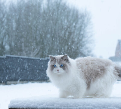 Chat ragdoll aux yeux bleus marchant dans la neige par temps de chute