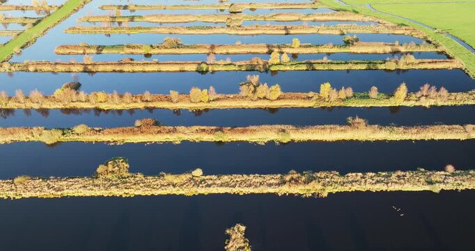 Aerial view of the tranquil canals of nature reserve Rottige Meente, with dark water and light reeds creating a unique landscape, Weststellingwerf, Friesland, Netherlands.
