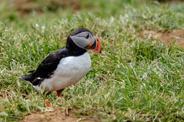 Puffin walking on green grass in Iceland during sunny daylight