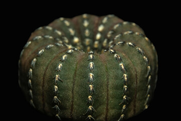 Frailea castanea a.k.a. Frailea asterioides. Isolated on black background