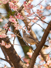 桜とヒヨドリと