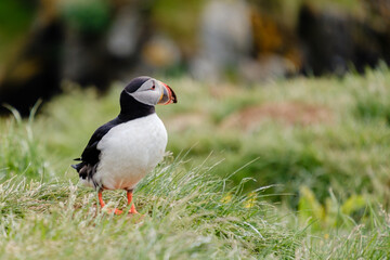 Colorful puffin in its natural habitat on the cliffs of Iceland during summer