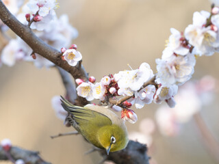 梅に喜ぶメジロ