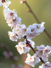 梅の花の切り取り