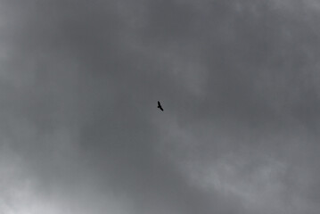 Bird flying high in the grey sky