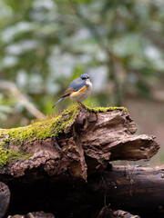 木の上に立つジョウビタキ