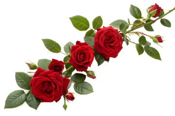 A romantic bouquet of red roses isolated on a white background, perfect for Valentine's Day or a romantic gift