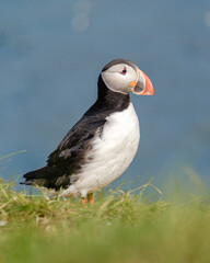 Puffin standing on grassy cliff overlooking the ocean in scenic Icelandic landscape