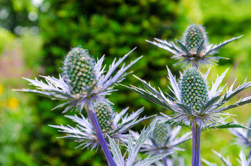 Close up of blue thistle with depth of field and green background