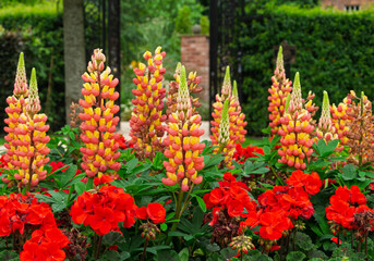 Beautiful pink and yellow lupins in a country garden with depth of field