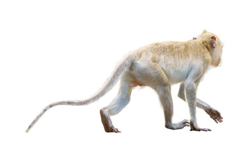 Portrait, Side and back view Brown monkey or Macaca standing, moving and walk forward alone in natural forest park. It's Mammals, Primates. Material for creative. Isolated background with transparent.