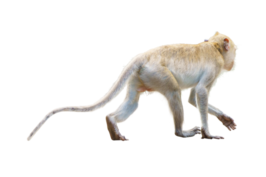 Portrait, Side and back view Brown monkey or Macaca standing, moving and walk forward alone in natural forest park. It's Mammals, Primates. Material for creative. Isolated background with transparent.