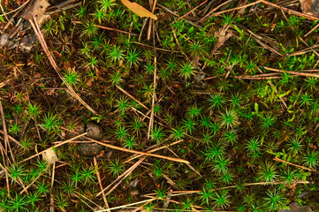 Bright green moss interspersed with small twigs, dry leaves