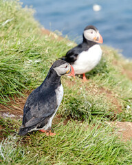 Puffins resting on green grass by the coastal cliffs of Iceland amidst a serene ocean view