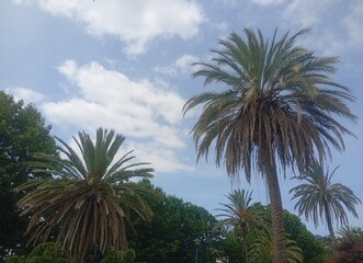 palm trees in the park
