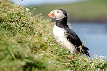 Colorful puffin standing on lush grass in Icelands serene coastal landscape