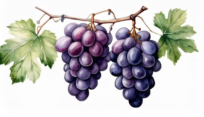 Fototapeta premium 実っているぶどう_水彩画風