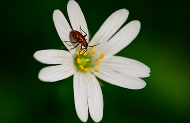 Tarnished Plant Bug