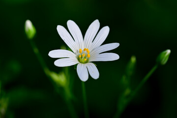Greater Stitchwort plant
