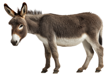 Curious donkey standing in studio animal portrait. Isolated on transparent background, png.