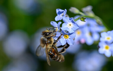 Bee on a blue flower