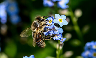 Bee pollinating Forget-me-not flower