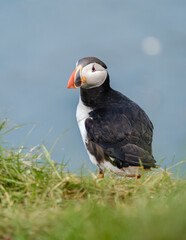 Puffin standing on green grass against a stunning Icelandic coastal backdrop