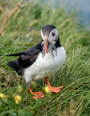 Puffin carrying fish on a lush Icelandic hillside during summer