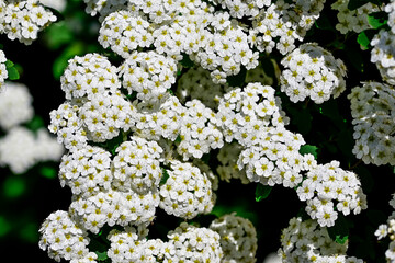 Bridal wreath shrub
