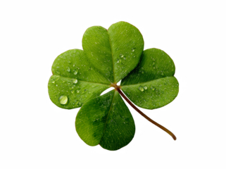 Close up of a four-leaf clover with water droplets, symbol of luck