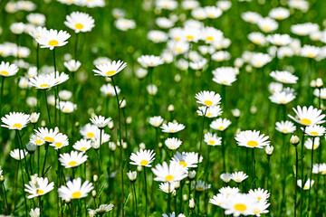 Meadow of daisies