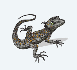 Vector image of a lizard on a white background, suitable for illustration elements about reptiles.