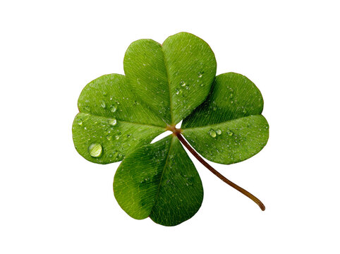Close up of a four-leaf clover with water droplets, symbol of luck