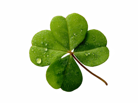 Close up of a four-leaf clover with water droplets, symbol of luck