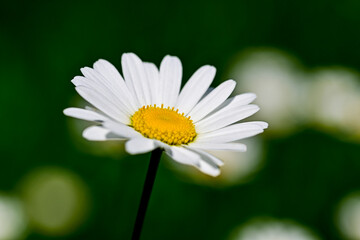 Lawn daisy