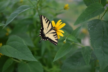 Eastern tiger swallowtail butterfly feeding on a bright yellow wildflower in summer.