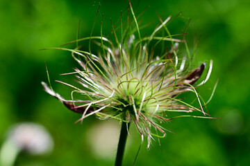 Feathery seed head of a Pasque Flower