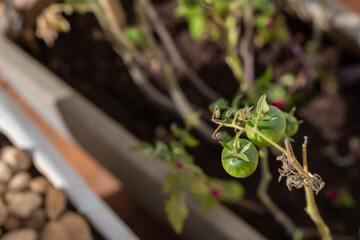 Green Tomatoes Growing on Plant with Yellowing Leaves in Sunlight