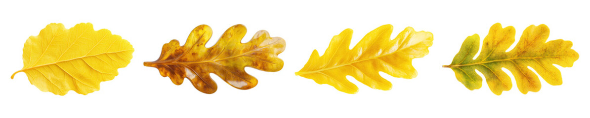 Obraz premium A collection of bright yellow oak leaves isolated on a transparent background. PNG