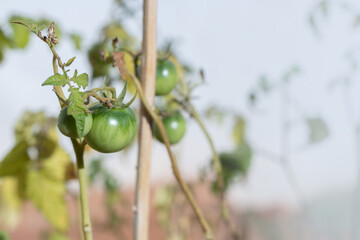 Green Tomatoes Growing on Plant with Yellowing Leaves in Sunlight