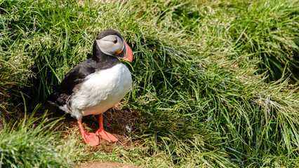 Puffin standing on lush grass in a picturesque Icelandic landscape under bright sunlight