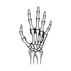 Black and white vector illustration of a human skeleton hand, anatomical design element.