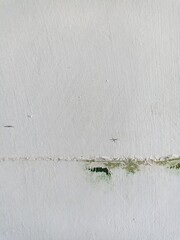 Aged wall with peeling white paint and green growth creates a textured surface, abstract