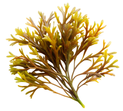 rare Seaweed generative ai