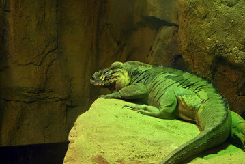 a big iguana on the rock in the zoo