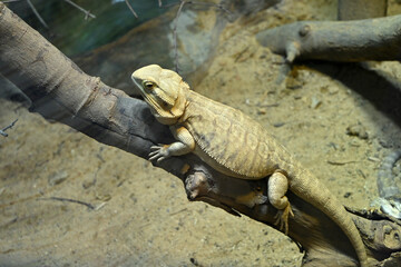 a cute brown lizard on the tree branch in the zoo