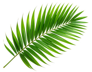 Obraz premium Single Curved Palm Leaf with Detailed Texture, Top View, Isolated PNG